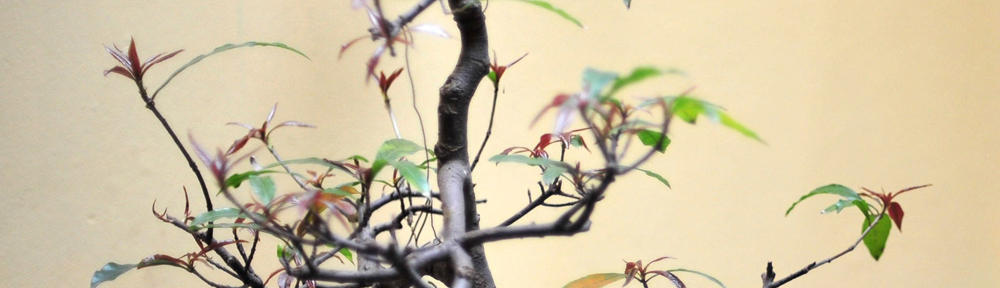 Stowarzyszenie Szlachta Wielkopolska